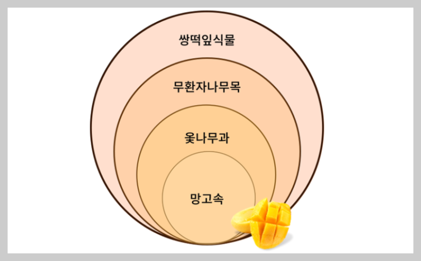 망고 알레르기
