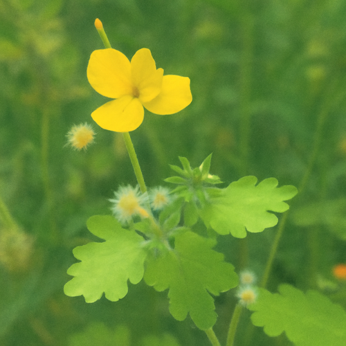 애기똥풀 효능과 부작용, 건강에 좋은 사용법 총정리2