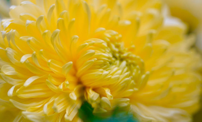 국화의 개화 형태와 활용