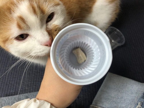 고양이외로울때