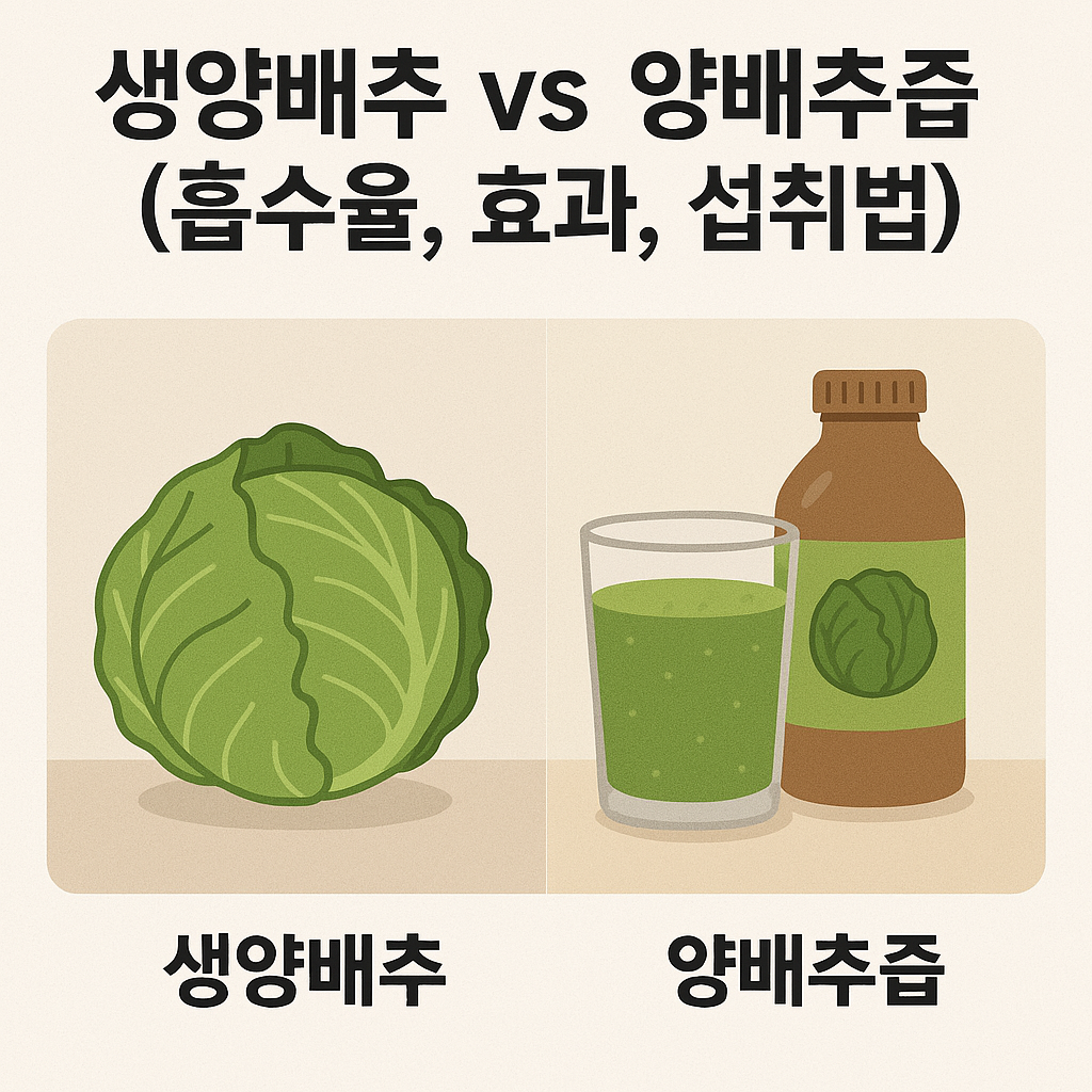 생양배추 vs 양배추즙 (흡수율, 효과, 섭취법)