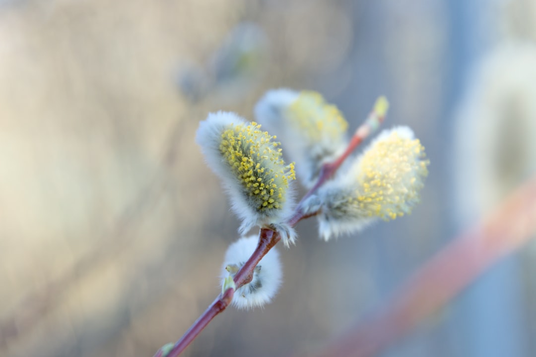 Fuzz