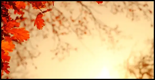 내장산 케이블카 예약방법, 요금, 주차장 정보 (+ 산행코스 )