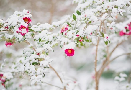 제주 한림공원 수선화 축제가 23년 1월 21일부터 2월 19일까지 제12회 수선화축제를 개최합니다. 1월부터 12월까지 365일 꽃을 관람할 수 있고 테마 별로 공간도 있어서 볼 거리가 많습니다.