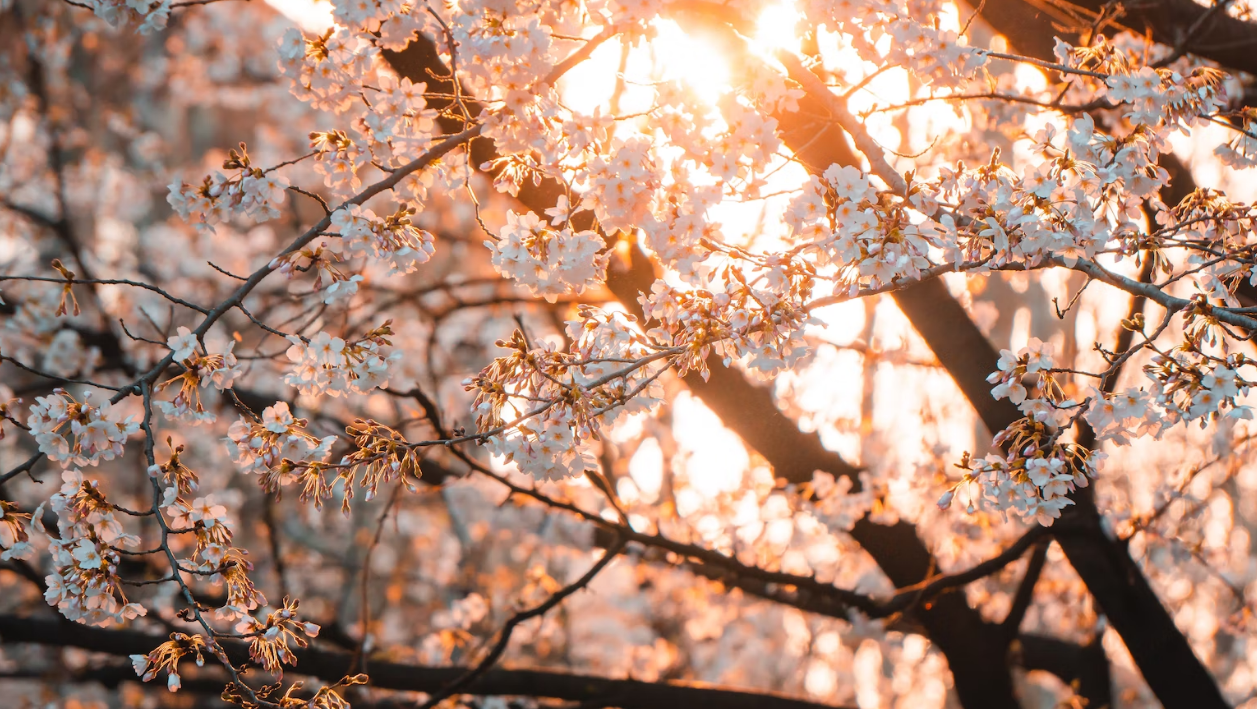 벚꽃 지는 시기와 개화시기