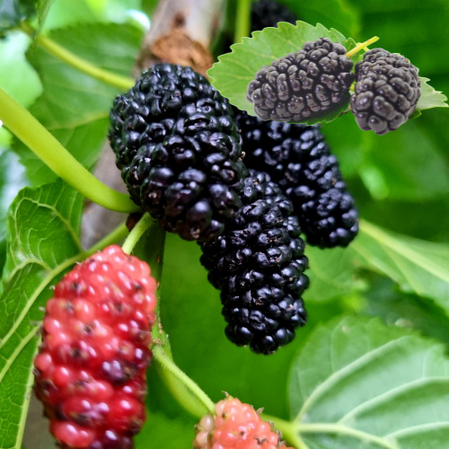 머리숱 늘려준 오디 주스