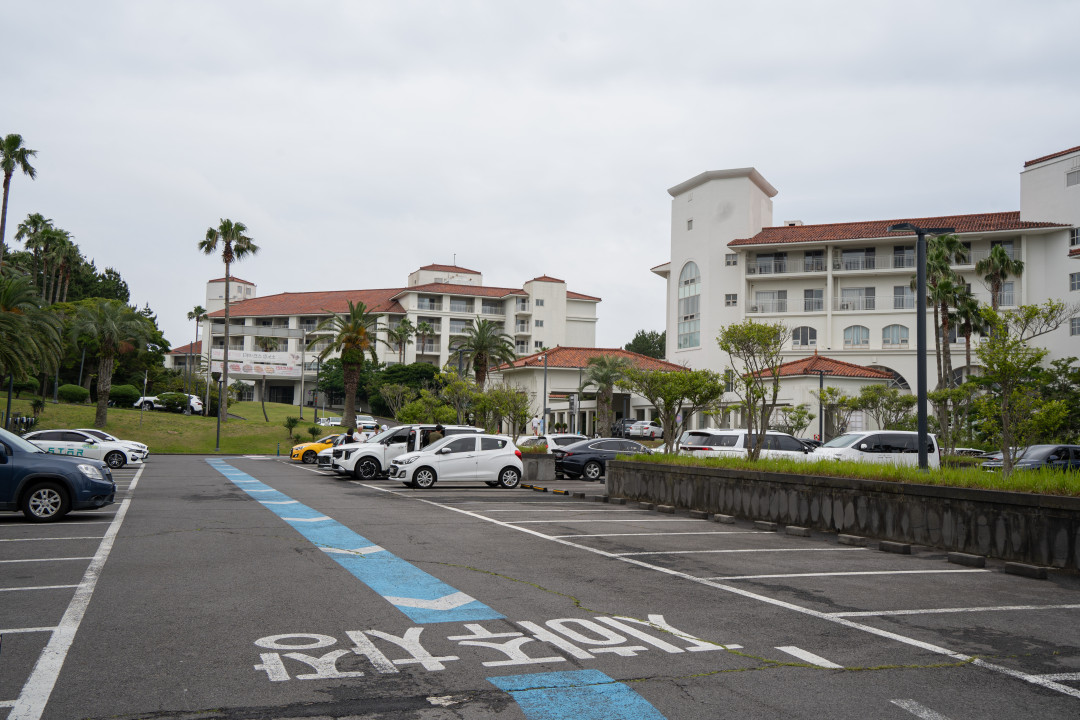 제주 하트나무 포토존 주차장