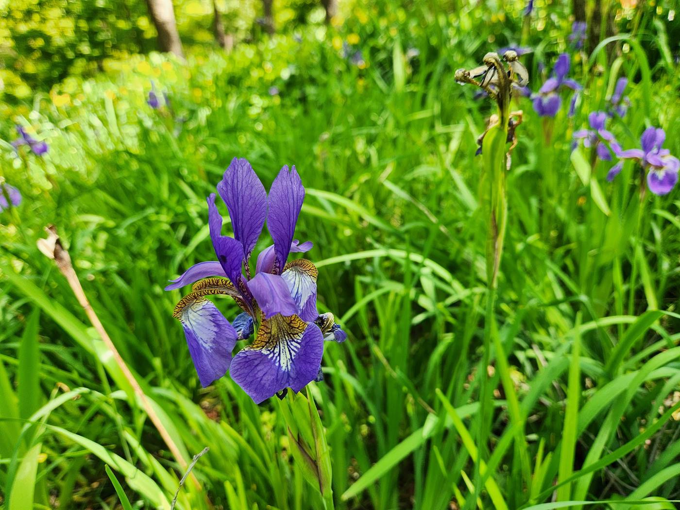 붓꽃(아이리스) Iris