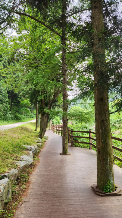 편백나무 성지, 장성 치유의숲 오르는 길. 나무 데크길