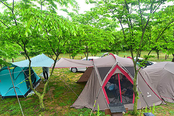 예산군 아그로랜드 캠핑장 소개