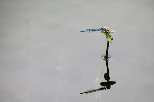 러브버그 퇴치방법 5가지 공유