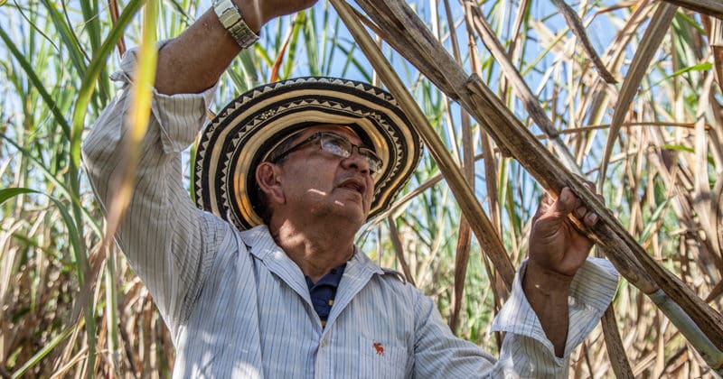 폴리코사놀의 효능 부작용 고르는법 하루 섭취량 쿠바산
