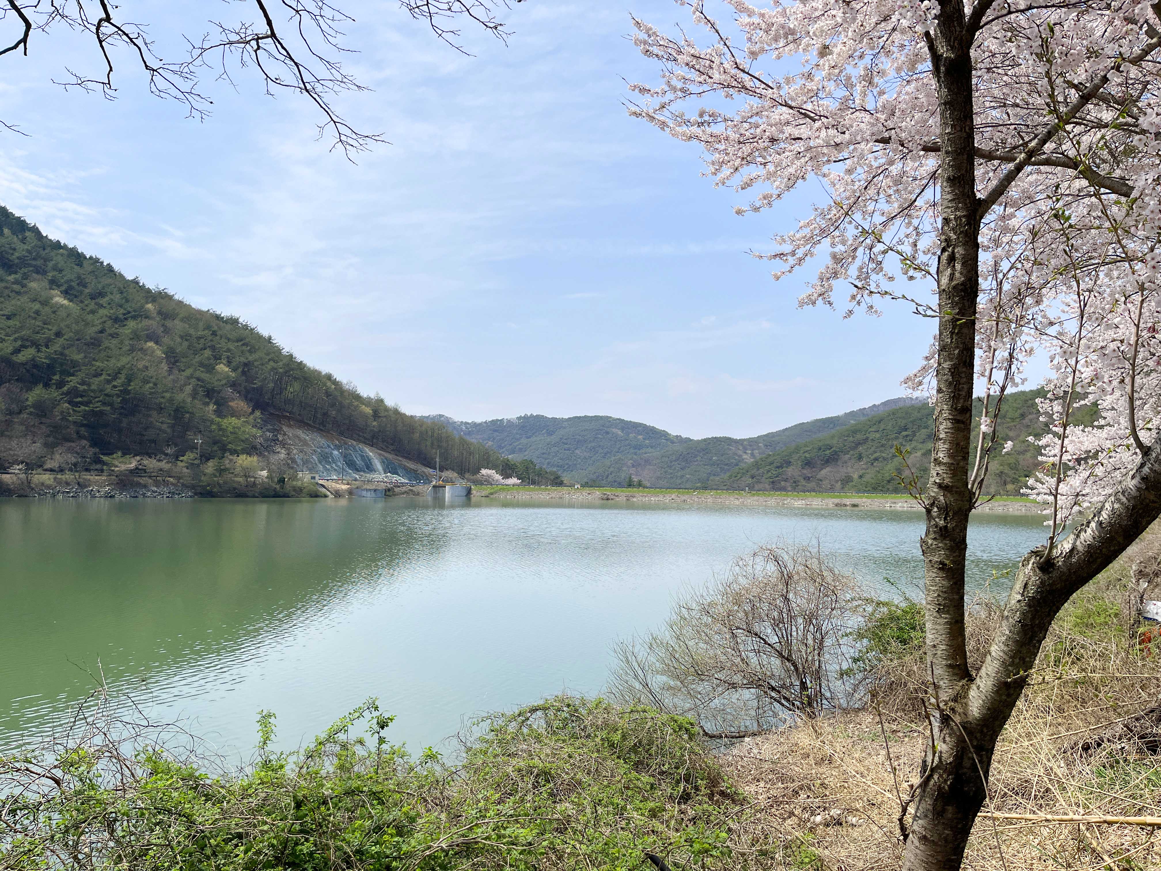 대가면 십리벚꽃길