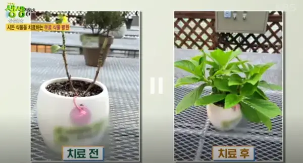 생생정보-무료식물병원