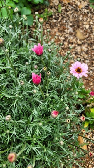 춘절국화 이미지 사진