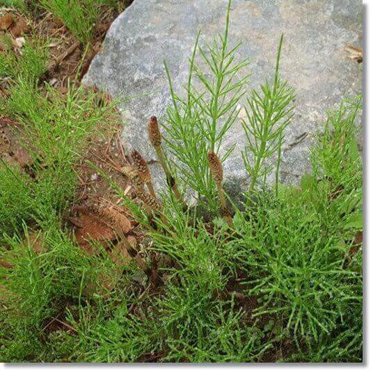 쇠뜨기 색식경과 영양경