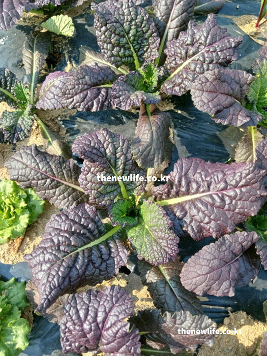 맑은 피부를 만드는 효능 성분이 함유된 진한 붉은색 적겨자의 생명력