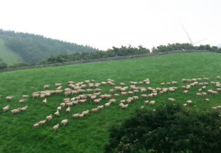 대관령 양떼목장