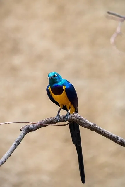조선시대 기우제 날씨 예측 민속 신앙 역사_5