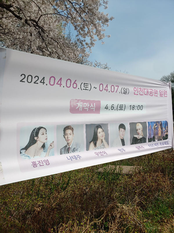 오랜만의-벚꽃-핀-인천대공원-우리-고여운-용자김-엄니랑-인천대공원-벚꽃-축제-개막