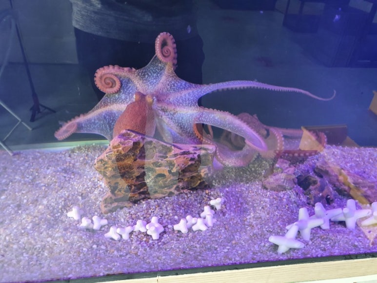 작은 외계 생명체처럼 생긴 &lsquo;문어&rsquo; 사육 법