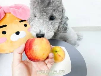 강아지 천도복숭아 먹어도 될까 안전한 급여 방법_20