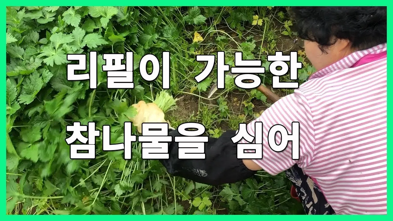 참나물 재배 반그늘 키우기 물 관리 잎 수확_2