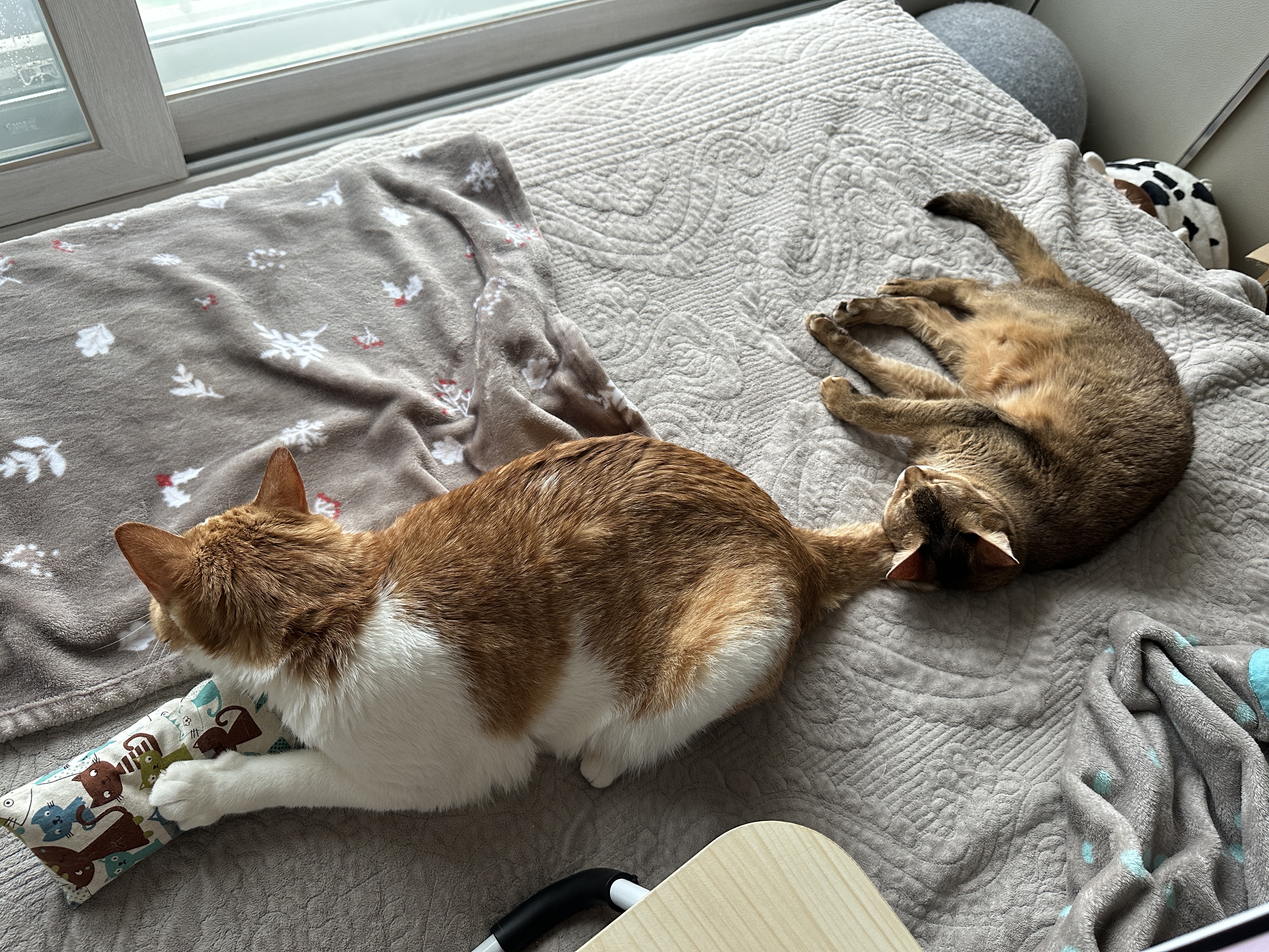 기특한 우리 막둥이 (feat. 막둥이 꼬리 베고 자는 루디)