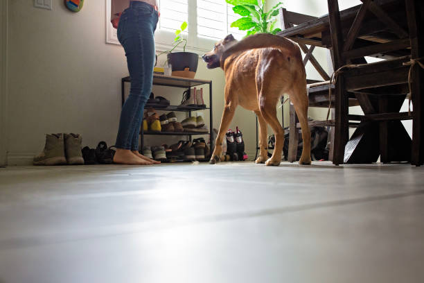 건강 문제로 인한 산책 거부