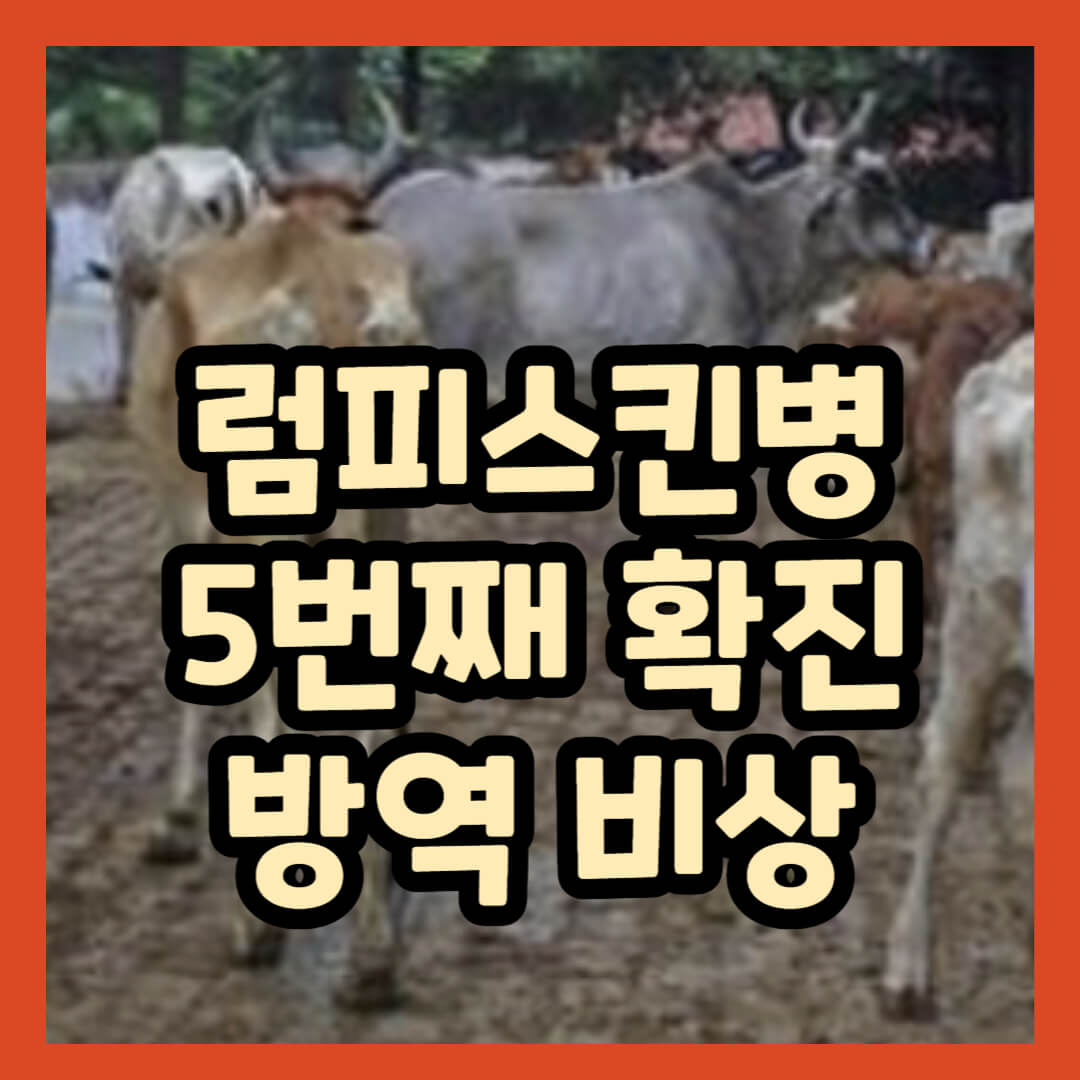 럼피스킨병 국내 5번째 확진 증상 백신