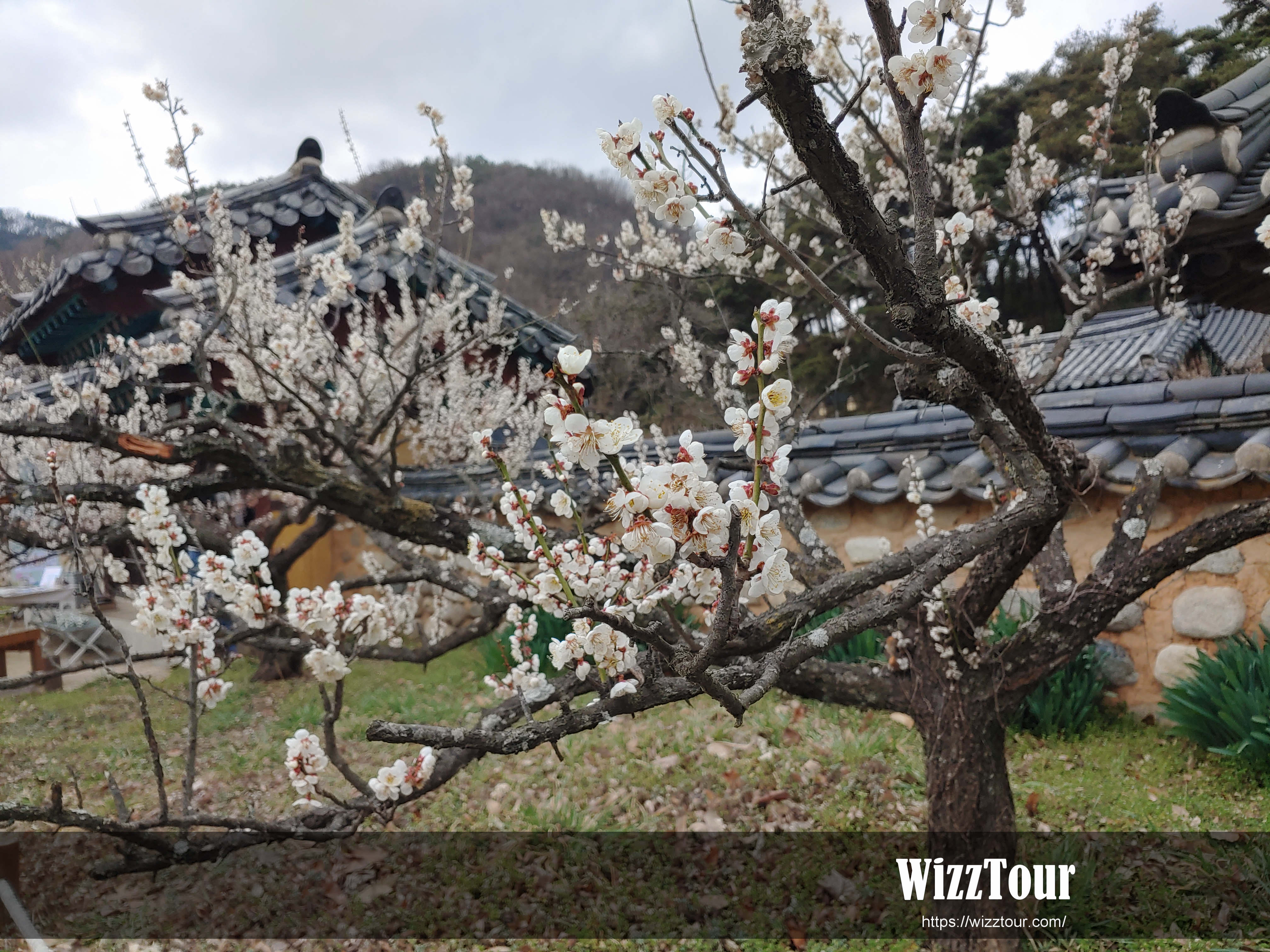 매화꽃이 아름다운 서원 풍경