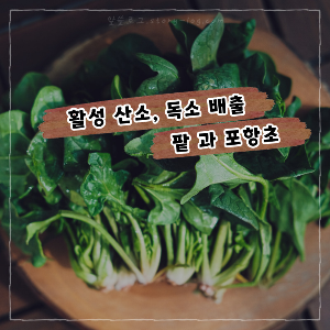 활성 산소 독소 배출 해독 팥 포항초