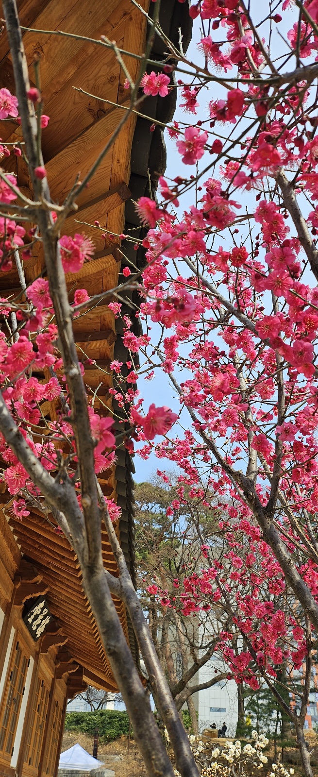 봉은사3