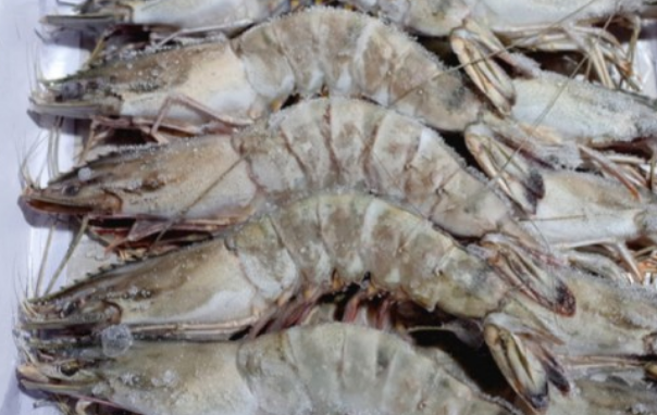 블랙타이거나 홍다리얼룩새우라고 부르는 새우를 설명하는 사진.