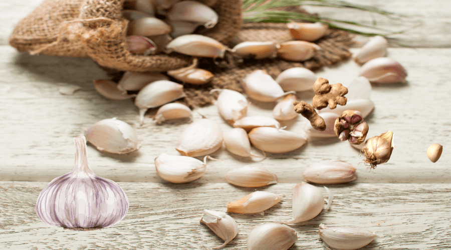 마늘효능