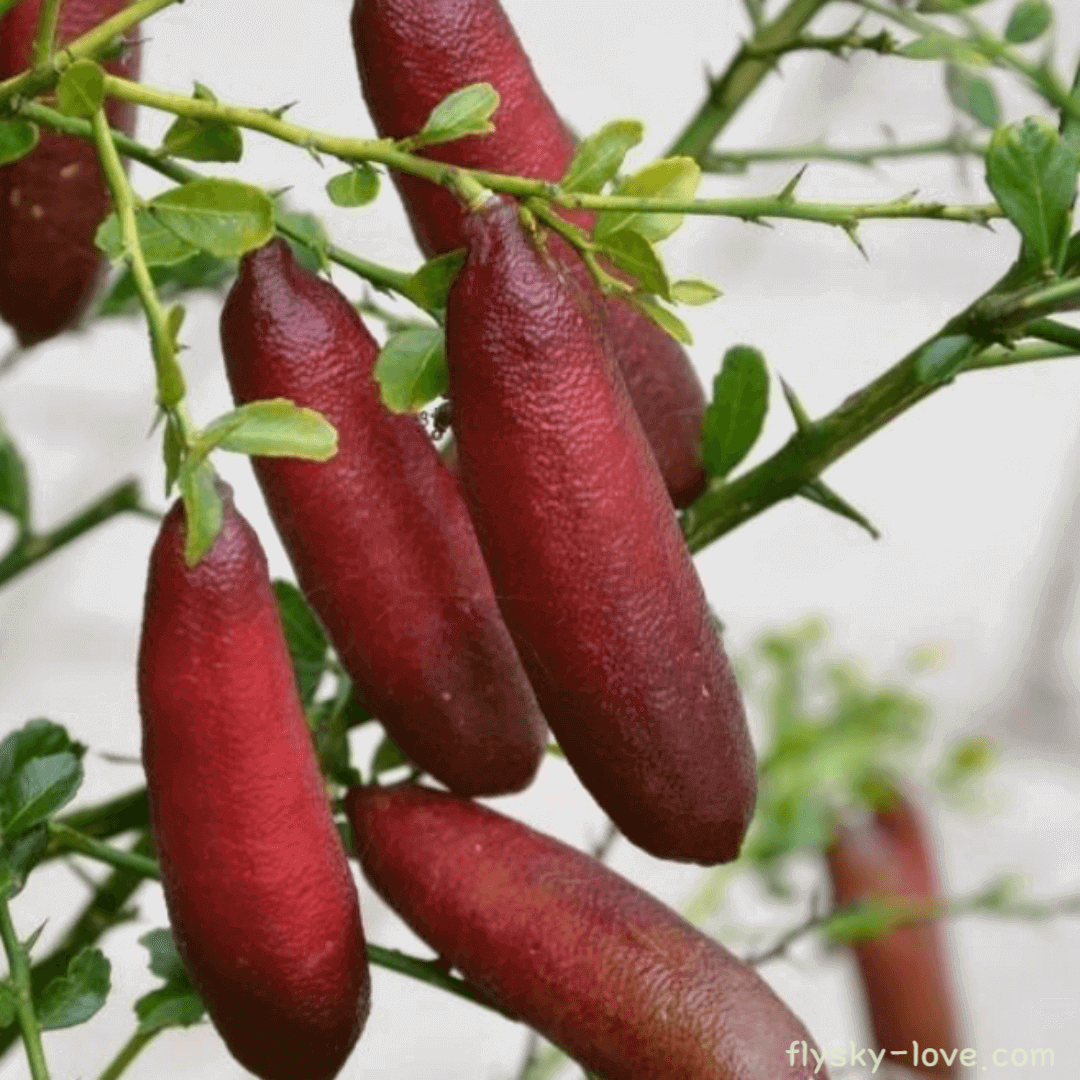 핑거라임 (Finger Lime)
