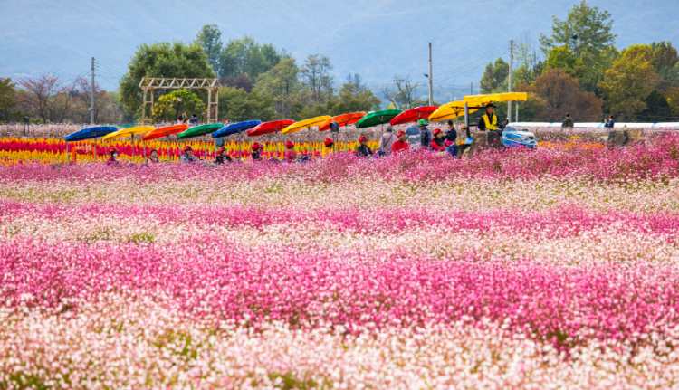 철원 고석정 꽃밭축제