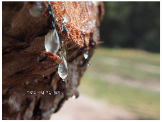 고로쇠 수액 채취하기 위한 구멍 뚫기 방법