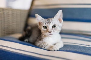 소파 위에서 이쪽을 바라보는 고양이