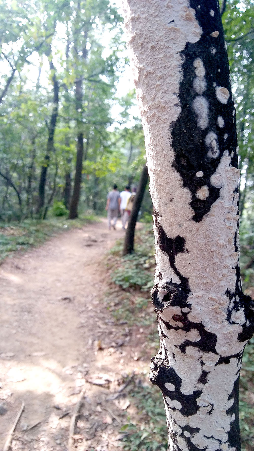 관악산&middot;삼성산 '버섯'