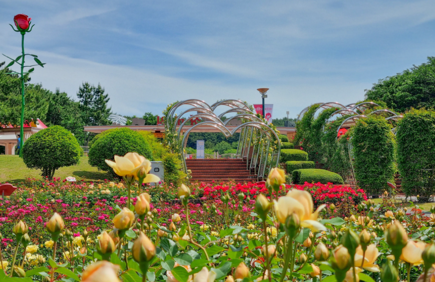 울산장미축제