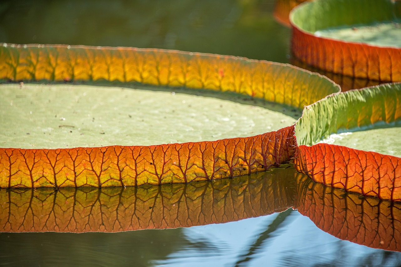 메타버스 가상현실 아쿠아포닉스 교육 플랫폼 - VR/AR 기술을 활용한 몰입형 농업 교육 시스템의 혁신