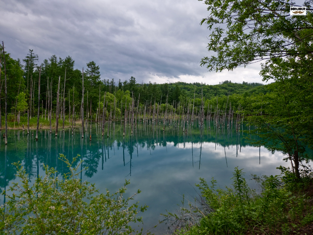일본 홋카이도 비에이 청의호수 자연의 신비 아오이이케