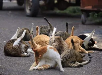 고양이 발정 기간 증상 대처_8