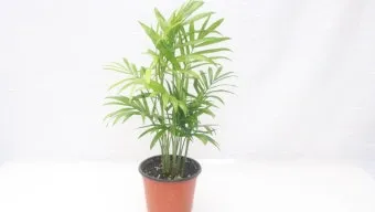 테이블야자 키우기 물주기 실내위치 통풍관리 사무실과 집 모두 적용_11