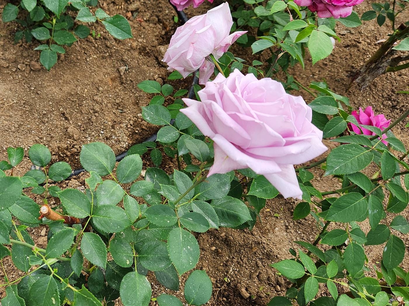 장미 블루문 Blue Moon