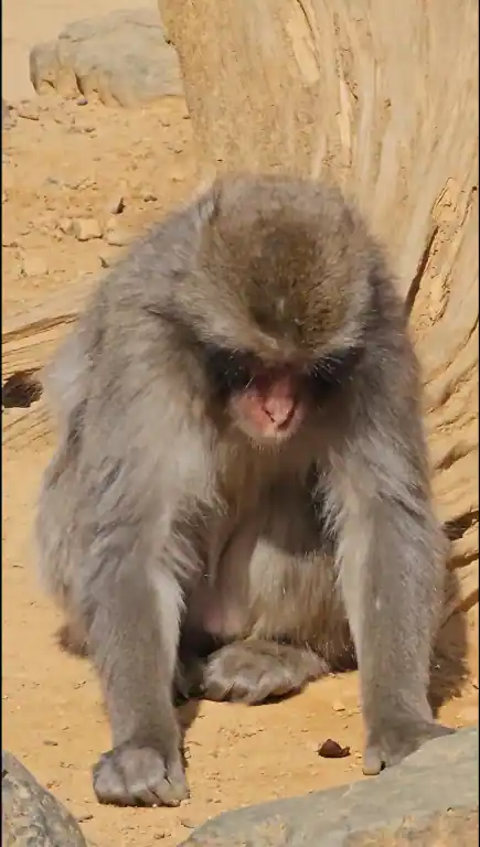 아라시야마 몽키파크