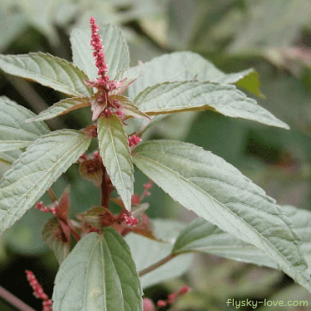 당뇨에 좋은 깨풀