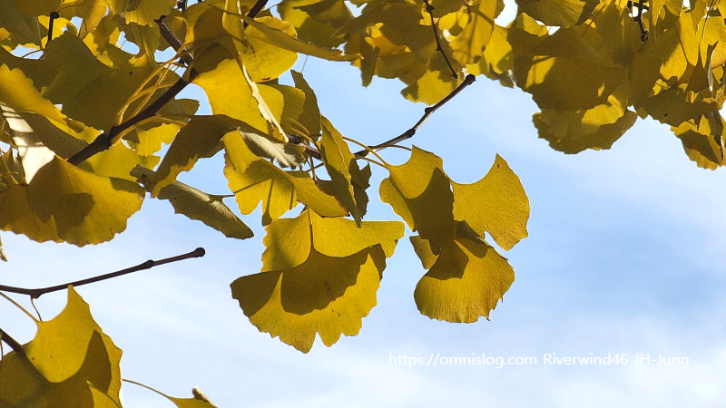 은행나무 단풍잎