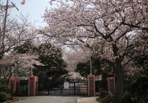 매화꽃이 유명한 여행지